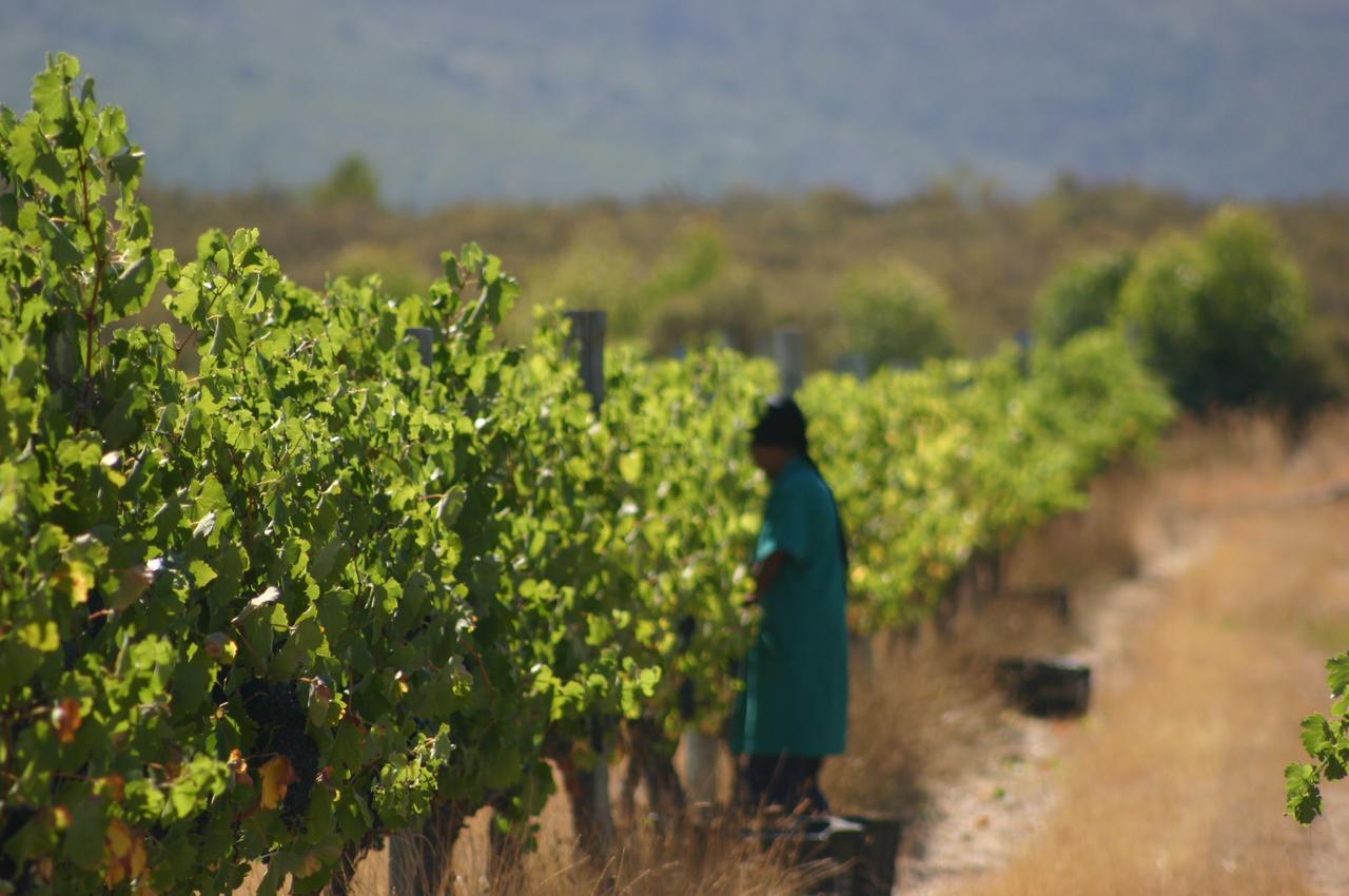 Fraaigelegen Farm - Home Of Adhara Evoo Tulbagh Ngoại thất bức ảnh